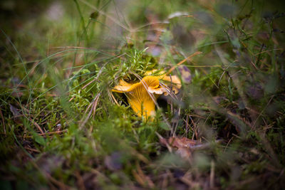 Close-up of yellow flowering plants on field