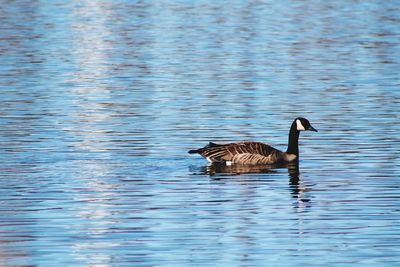 Side view of a duck in lake