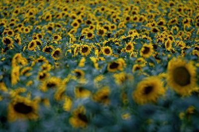 Full frame shot of yellow plants