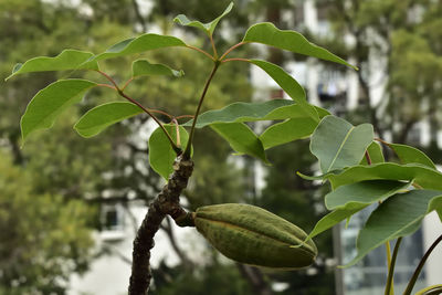 Close-up of fresh green leaves on tree