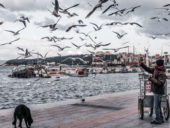 Birds in sea against sky