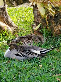 High angle view of bird on field