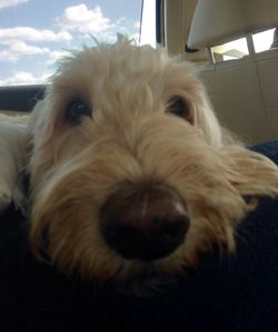 Close-up portrait of a dog