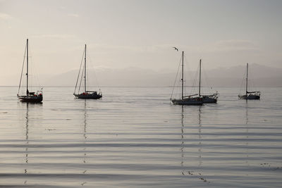 Sailboats sailing on sea against sky