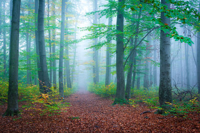 Trees in forest