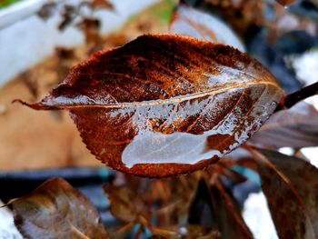 Close-up of dry leaf on plant during winter