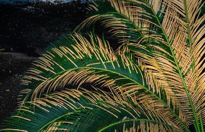 Palm plants in the tropical garden as a summer nature concept