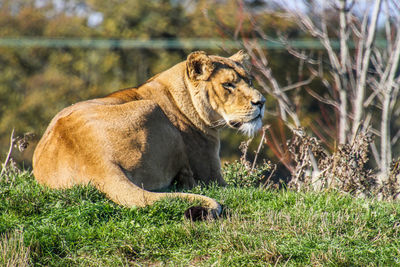 View of a cat on grass