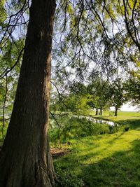 Trees on field in forest