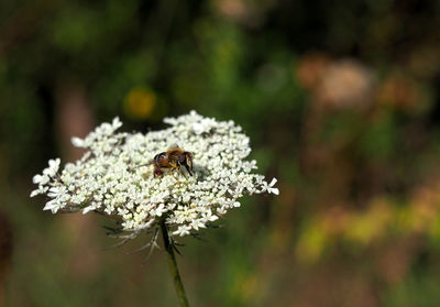 Close-up of bee pollinating on flower