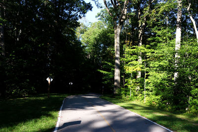 Road amidst trees in forest