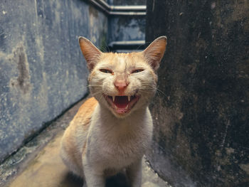 Close-up portrait of a cat