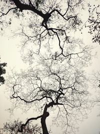 Low angle view of silhouette tree against sky