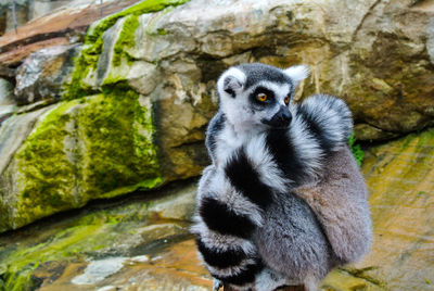 Close-up of lemur relaxing on rock