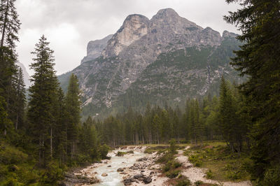Scenic view of pine trees and mountains against sky