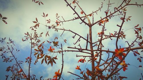 Low angle view of tree against sky
