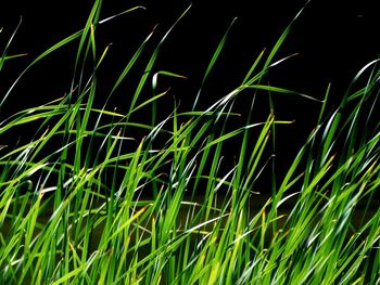 Full frame shot of bamboo on field