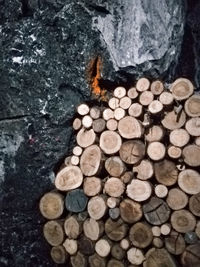 Stack of firewood in forest