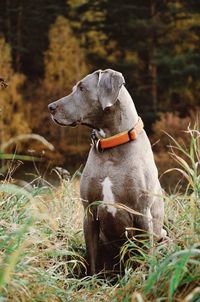 Weimaraner. autumn. natural.