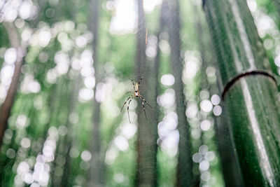 Close-up of spider on web in bamboo grove