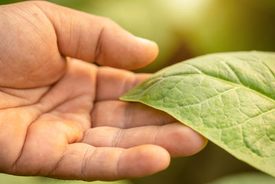 Close-up of hand holding leaves