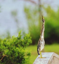 Close-up of bird perching outdoors