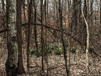 Trees in forest