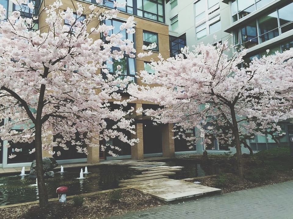 flower, building exterior, architecture, built structure, tree, freshness, blossom, fragility, growth, branch, cherry blossom, in bloom, cherry tree, city, blooming, nature, beauty in nature, springtime, pink color, day