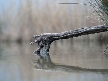 Close-up of turtle swimming in lake