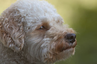 Close-up portrait of dog