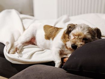 Dog sleeping on bed at home