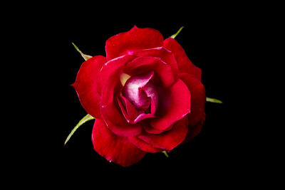 Close-up of rose against black background