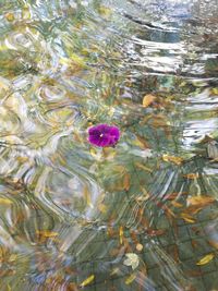 Full frame shot of water lily in lake