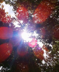 Low angle view of sunlight streaming through trees