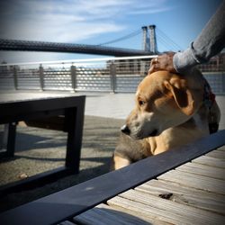 Dog relaxing on bench by railing