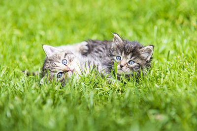 Portrait of cats on grass