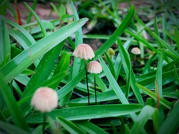 Close-up of mushrooms growing in grass