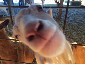 Close-up of horse in cage