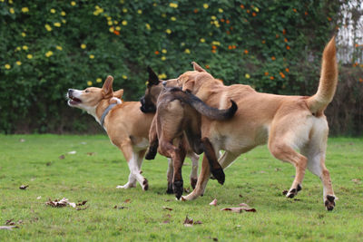 Dogs standing on grassy field