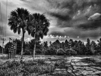 Trees on field against cloudy sky