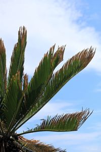 Low angle view of palm trees