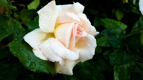 Close-up of water drops on rose