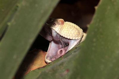 Close-up of turtle in water