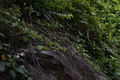 Close-up of moss growing on rock