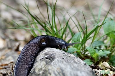 Close-up of a lizard on rock