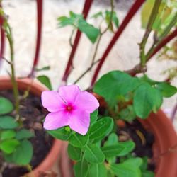 Close-up of pink flowering plant