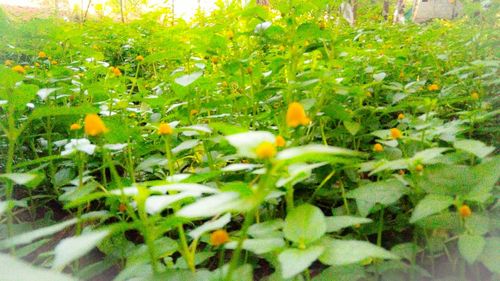 Close-up of flowers in field