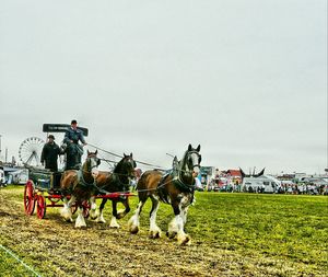 Man riding horse on field