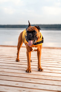 A dog in a life jacket on the pier