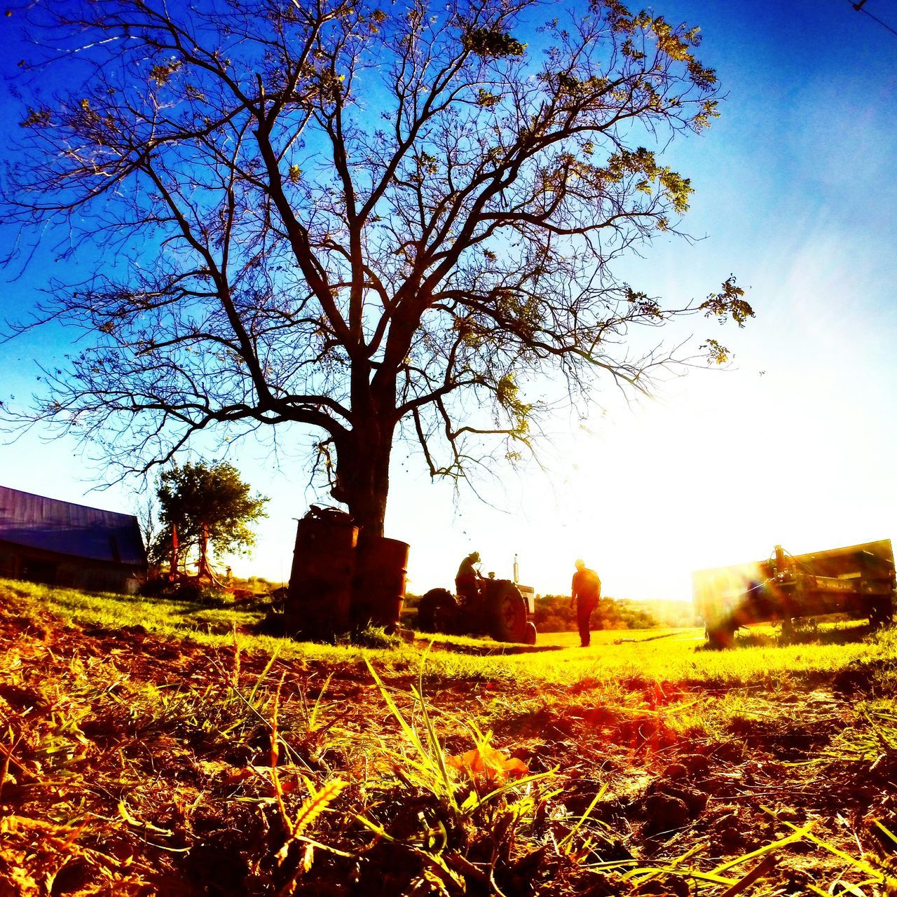 tree, field, built structure, growth, building exterior, sky, nature, architecture, tranquility, beauty in nature, rural scene, landscape, autumn, flower, tranquil scene, branch, bare tree, sunlight, clear sky, scenics